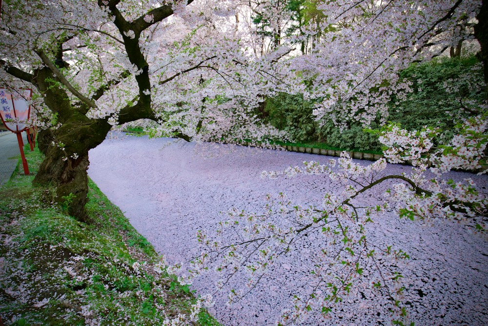 Hirosaki Cherry Blossom Festival